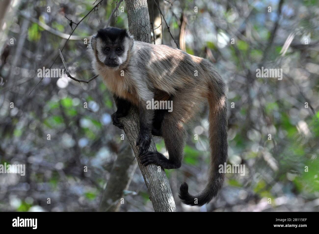 Black-Capped Capuchin, Brown-Capuchin Monkey (Cebus apella), on a branch on a tree, Brazil, Pantanal Stock Photo