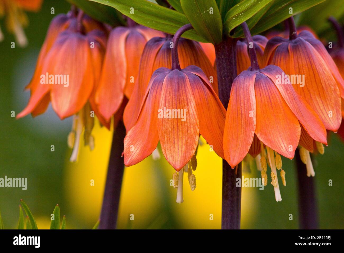 crown imperial lily (Fritillaria imperialis), flowers Stock Photo Alamy