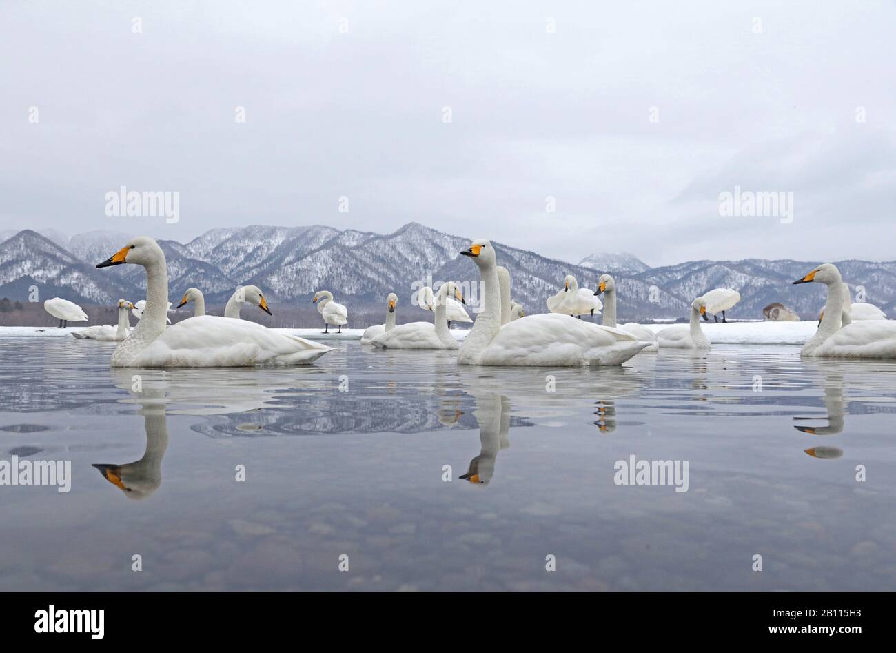 whooper swan (Cygnus cygnus), group on a lake in winter, Japan, Hokkaido, Kushiro Stock Photo