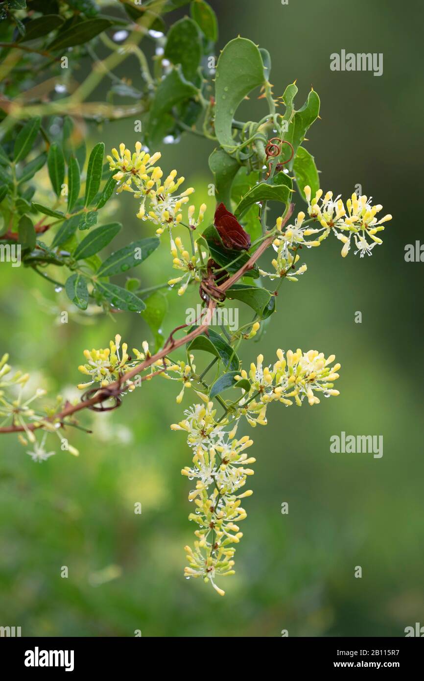 Italian sarsaparilla, Sarsaparilla, Rough bindweed (Smilax aspera), blooming, Greece Stock Photo