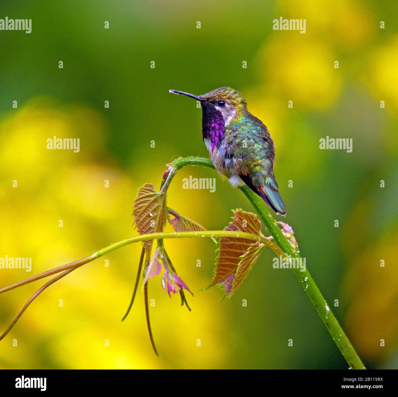 bumblebee hummingbird (Atthis heloisa), sits on a stem, Mexico Stock Photo