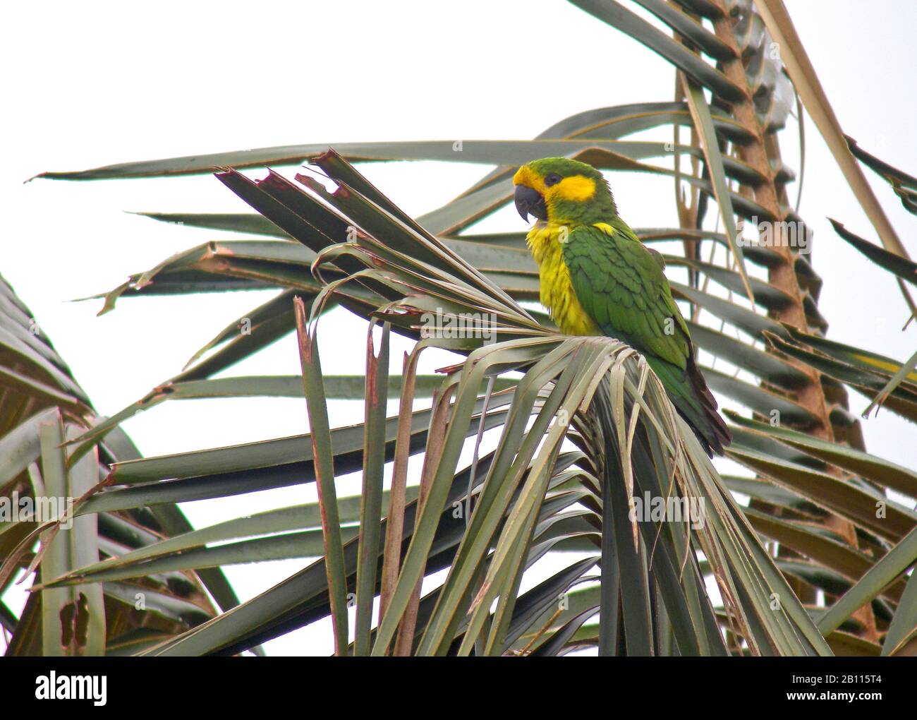 yellow-eared conure (Ognorhynchus icterotis), an endangered species of the Colombian Andes., Colombia Stock Photo