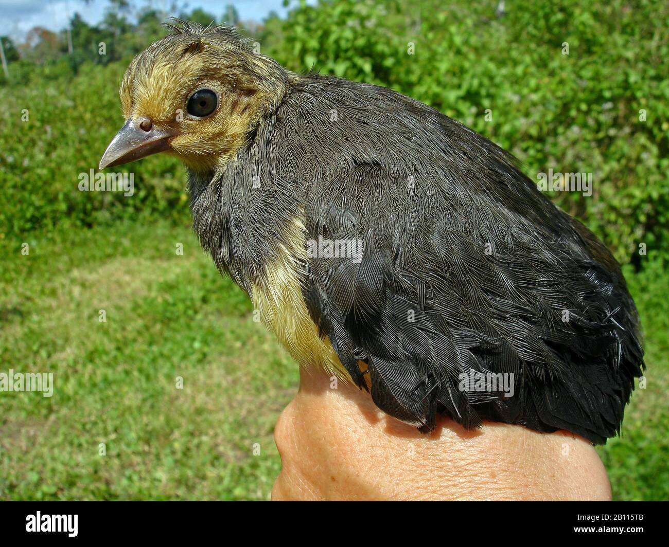 maleo fowl (Macrocephalon maleo), young bird in a hand, side view, Indonesia, Sulawesi Stock Photo