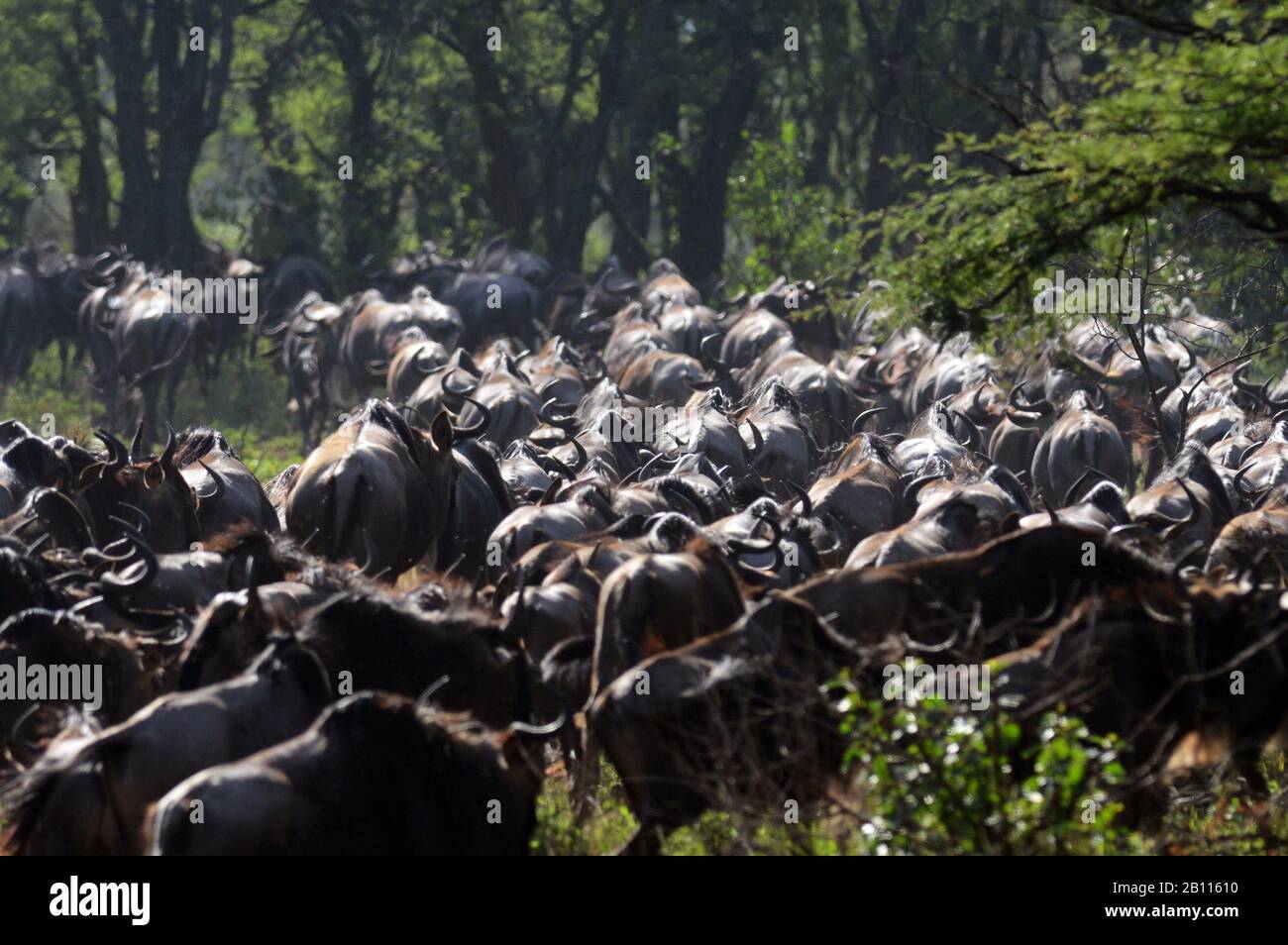 blue wildebeest, brindled gnu, white-bearded wildebeest (Connochaetes taurinus), migrating, Tanzania, Serengeti National Park Stock Photo