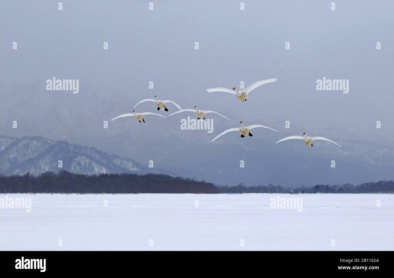 whooper swan (Cygnus cygnus), group in flight, Japan, Hokkaido, Kushiro Stock Photo