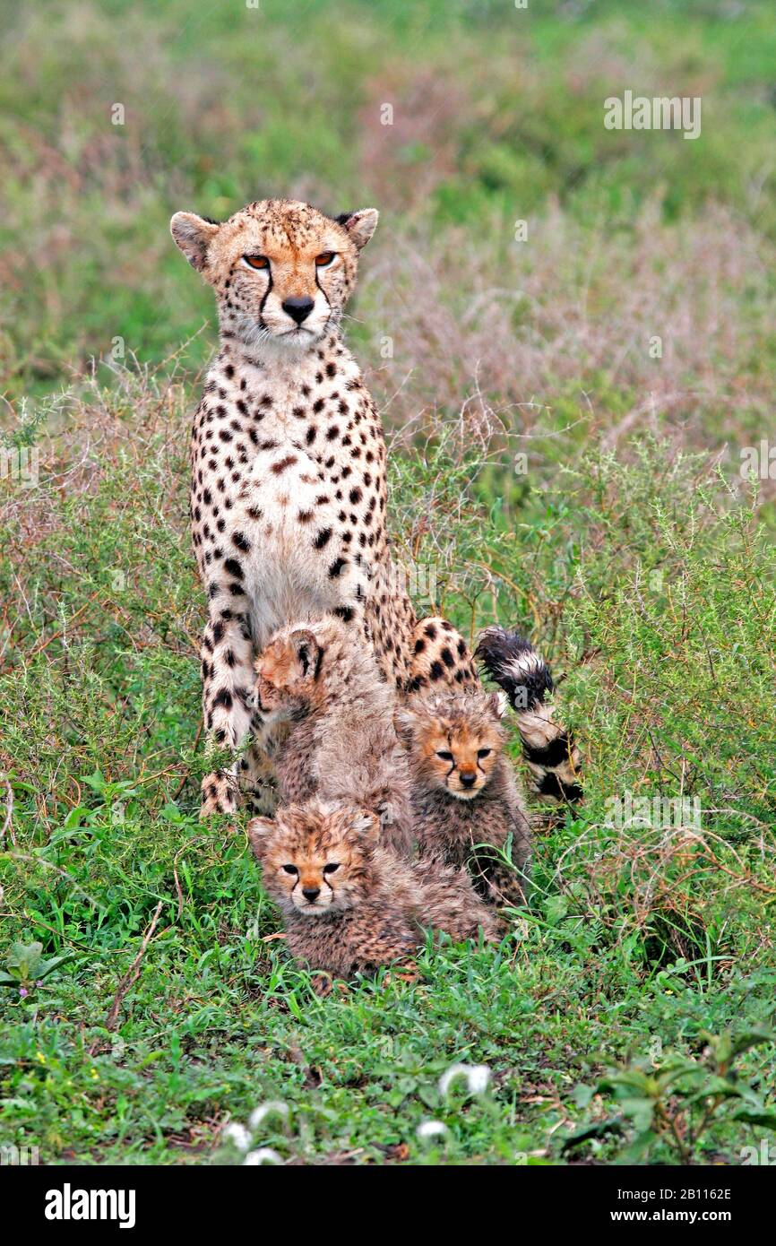 cheetah (Acinonyx jubatus), female cheetah sitting with three cubs in the savannah, front view, Tanzania Stock Photo