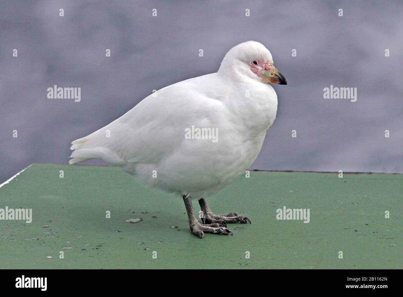 Snowy Sheathbill, Pale-faced sheathbill, Paddy (Chionis alba), resting on a expedition cruise ship, Antarctica Stock Photo