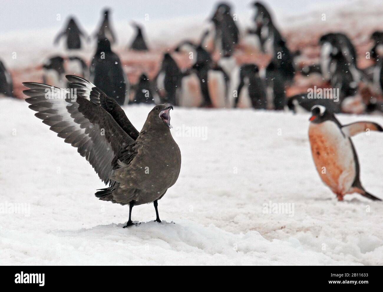 South Polar Skua (Stercorarius maccormicki), at a penguin colony, Antarctica Stock Photo