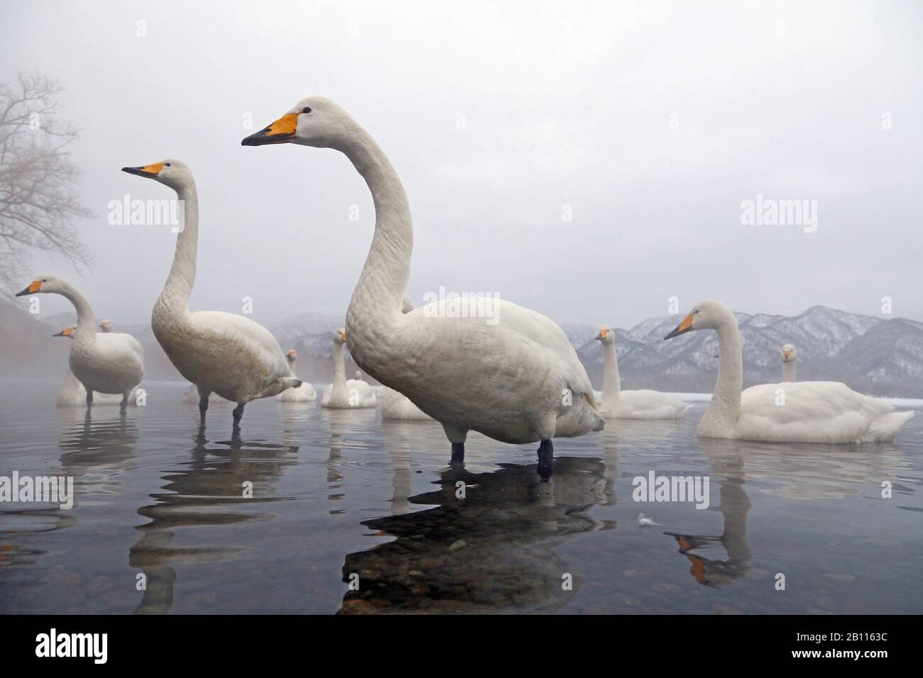 whooper swan (Cygnus cygnus), group on a lake in winter, Japan, Hokkaido, Kushiro Stock Photo