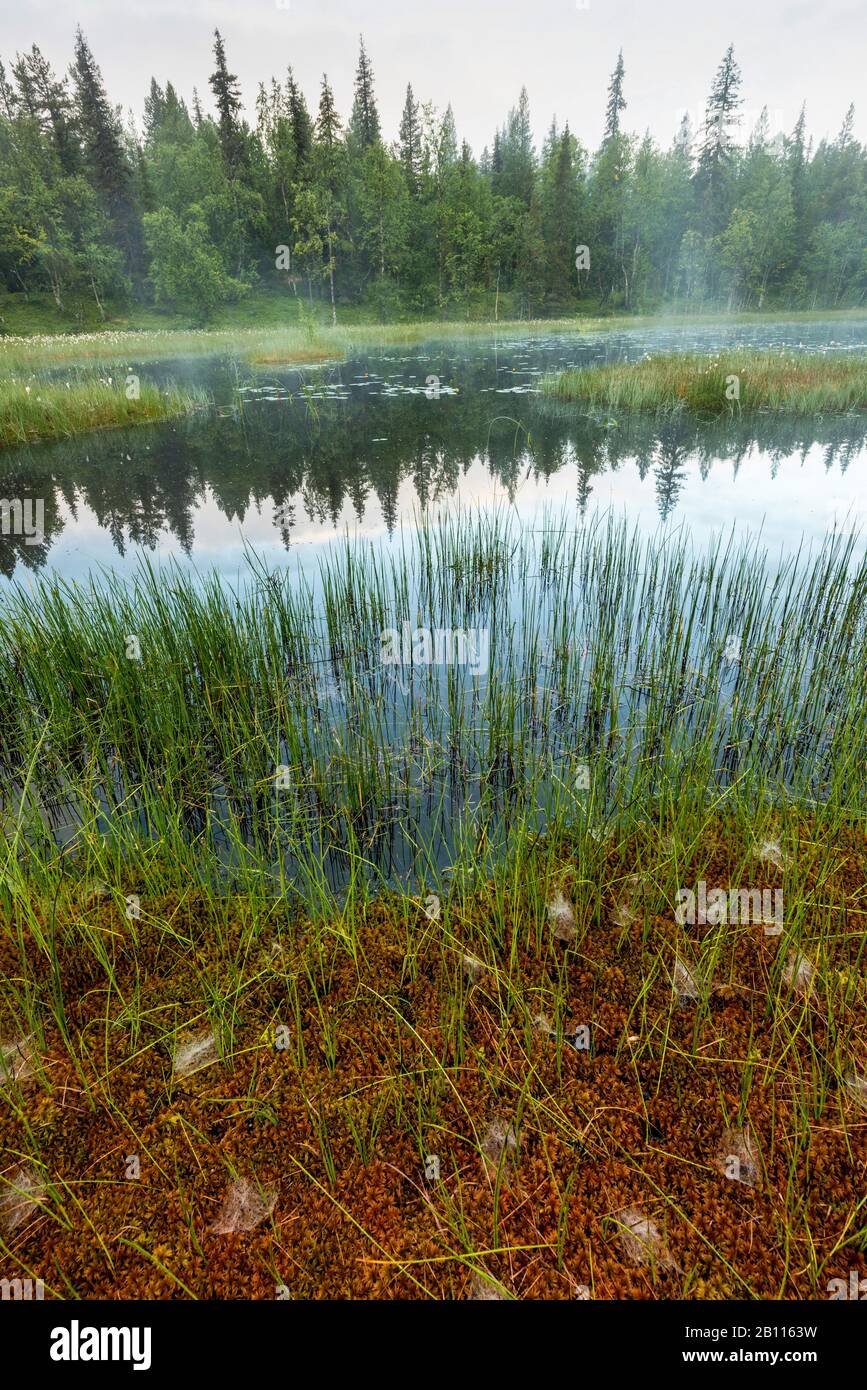 morning mist over a swamp, Sweden, Lapland, Norrbotten, Gaellivare Stock Photo