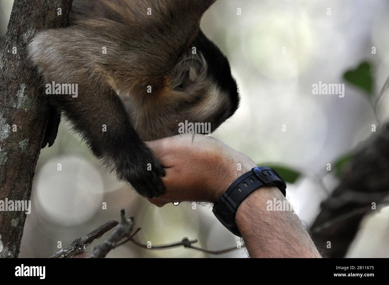 Black-Capped Capuchin, Brown-Capuchin Monkey (Cebus apella), feeds from a Hand, Brazil, Pantanal Stock Photo