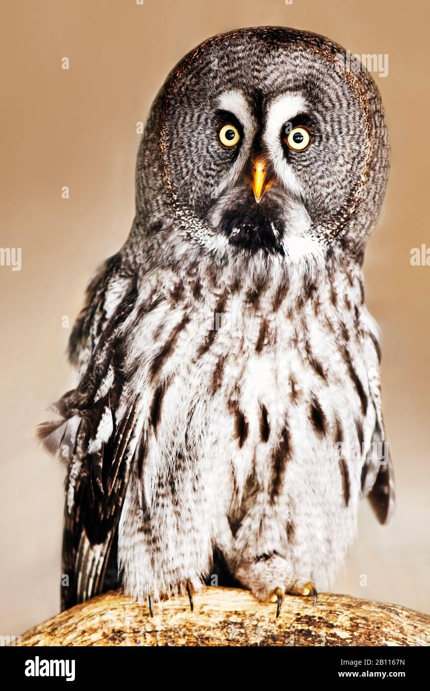 great grey owl (Strix nebulosa), perching on a branch, front view, Pelm Stock Photo
