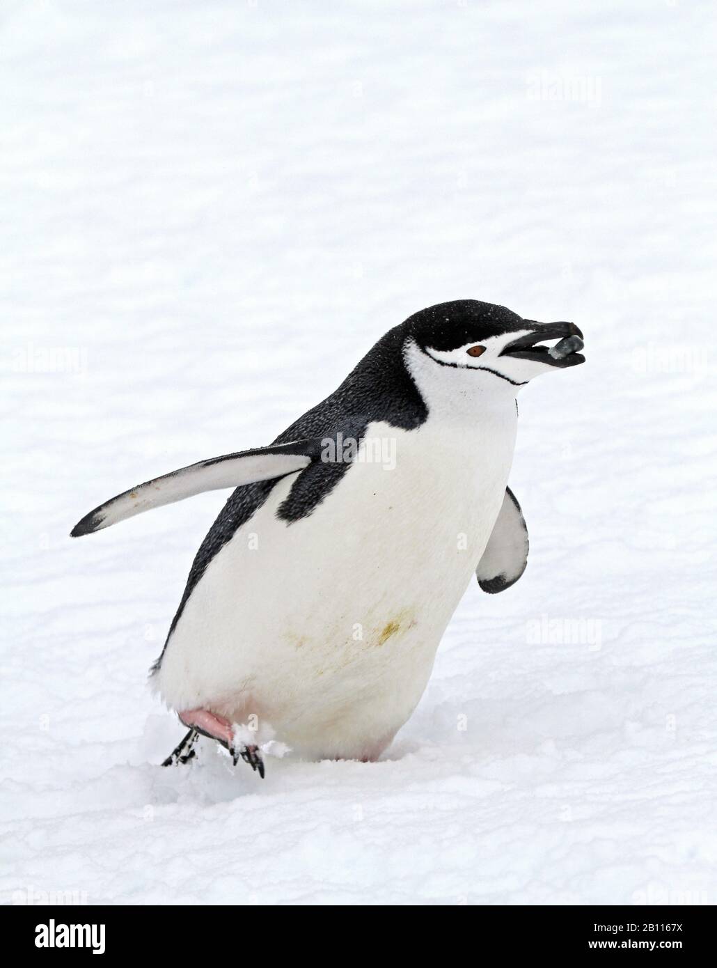 bearded penguin, chinstrap penguin (Pygoscelis antarctica, Pygoscelis antarcticus), with nesting material in its bill, Antarctica Stock Photo