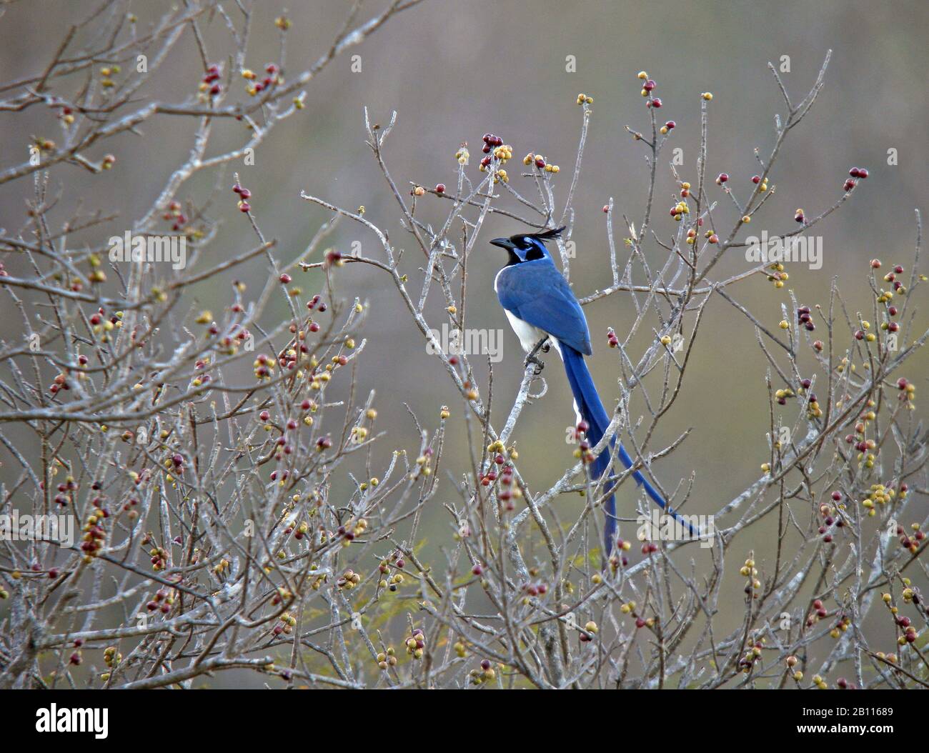 collie's magpie-jay, black-throated magpie-jay (Calocitta colliei), sits on a branch, Mexico Stock Photo