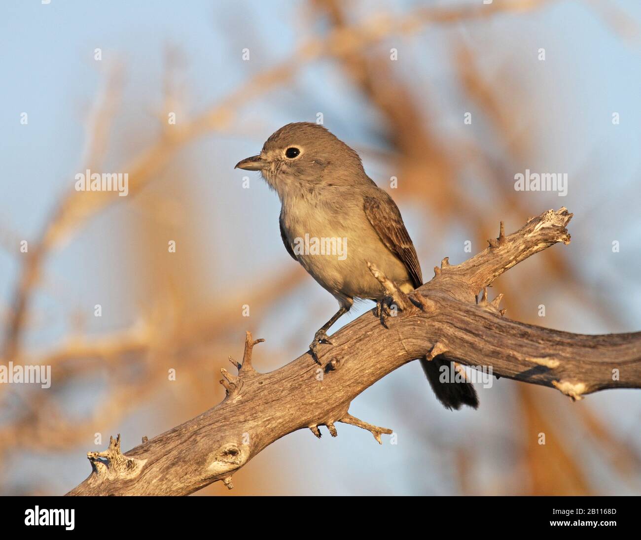 grey vireo (Vireo vicinior), on a branch, Mexico Stock Photo