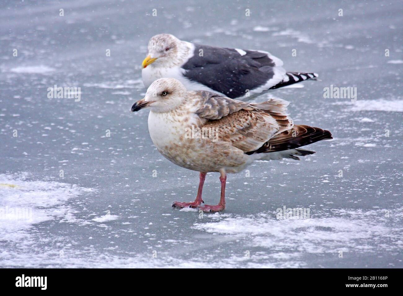 slaty-backed gull (Larus schistisagus), immature and adult stand on beach in winter, Japan Stock Photo