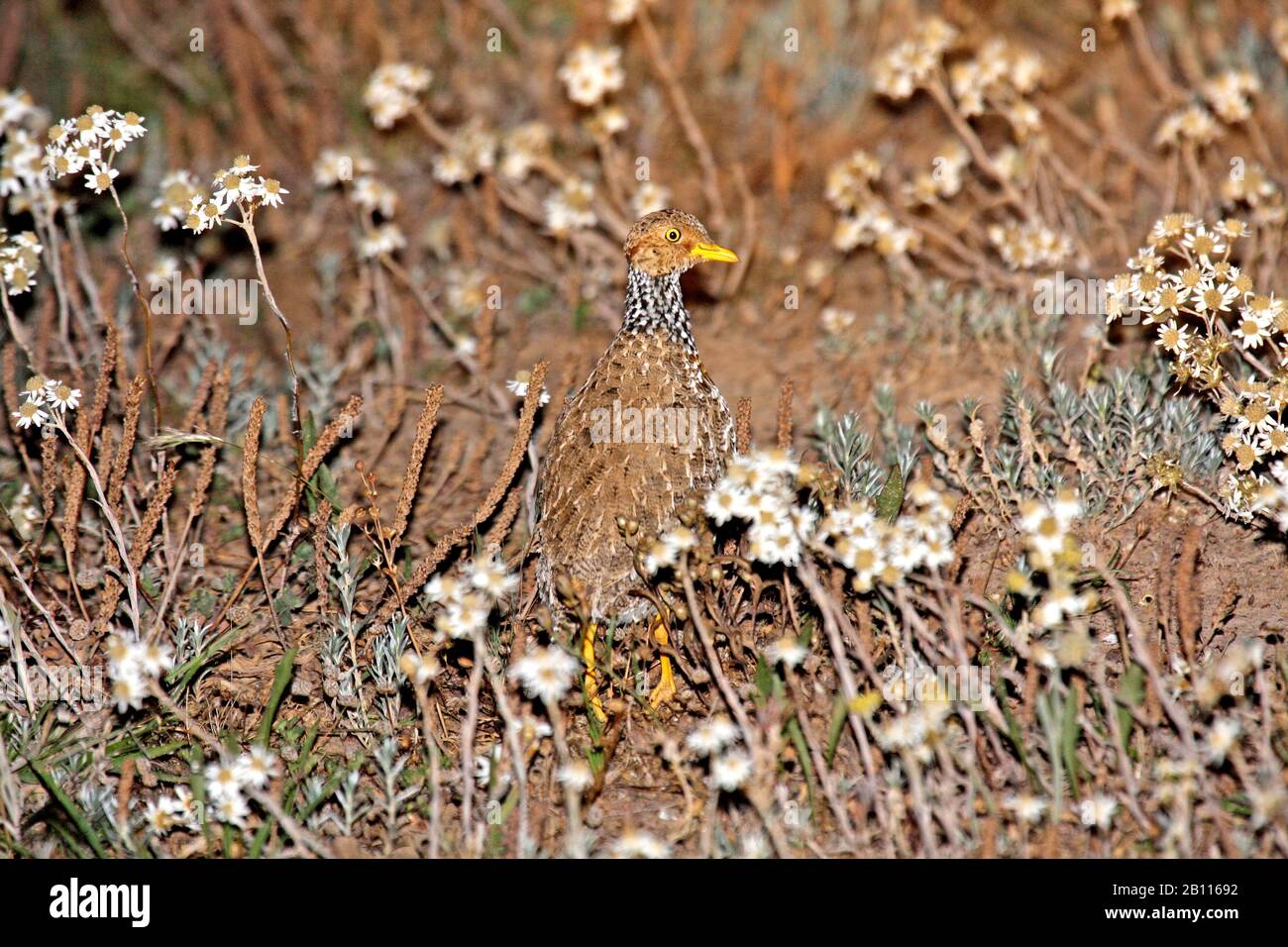 Endangered animals plants hi-res stock photography and images - Alamy