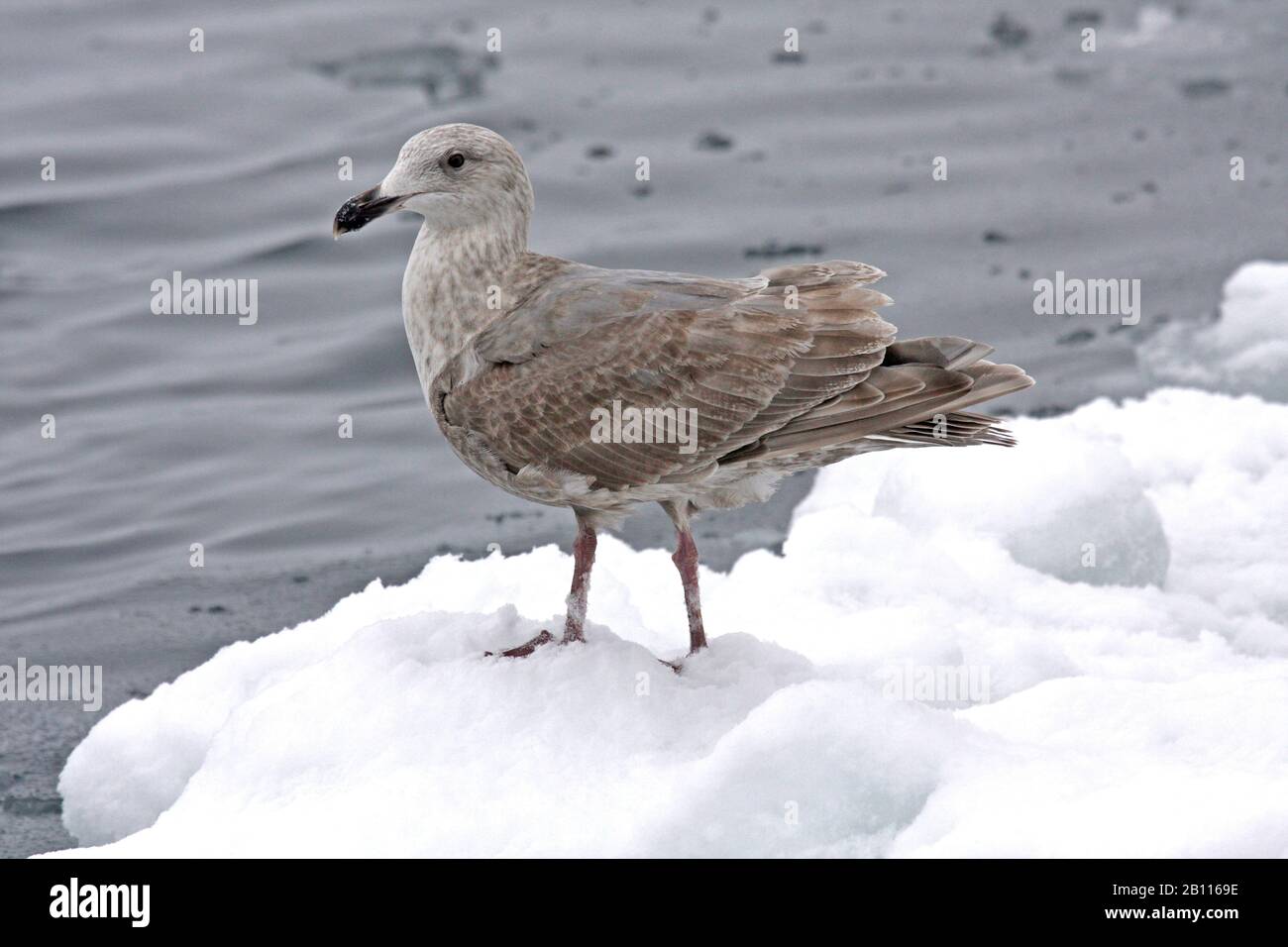 glaucous-winged gull (Larus glaucescens), immature with winterplumage wintering in Japan, Japan Stock Photo