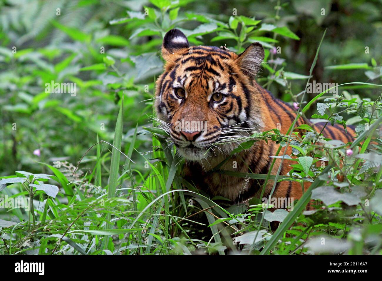 Sumatran tiger (Panthera tigris sumatrae), portrait, Indonesia, Sumatra Stock Photo