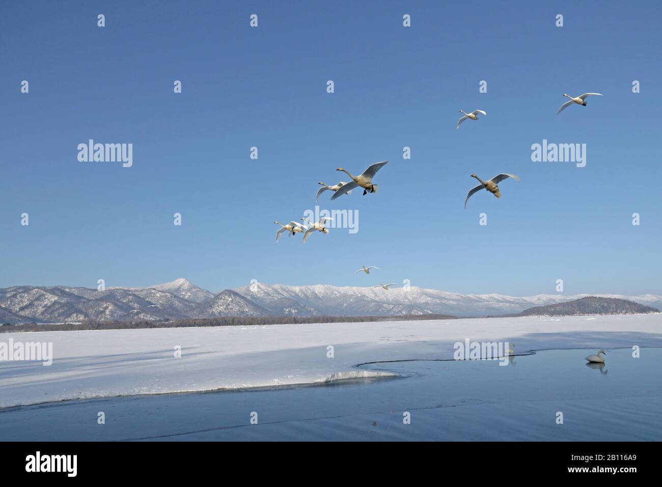 whooper swan (Cygnus cygnus), group in flight over winter landscape, Japan, Hokkaido, Kushiro Stock Photo