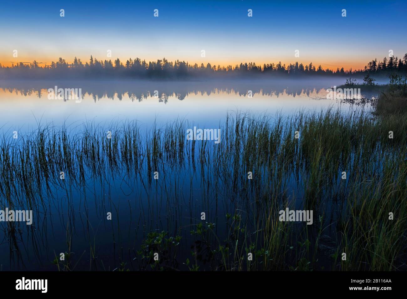 dusk at a forest lake, Sweden, Lapland, Norrbotten Stock Photo