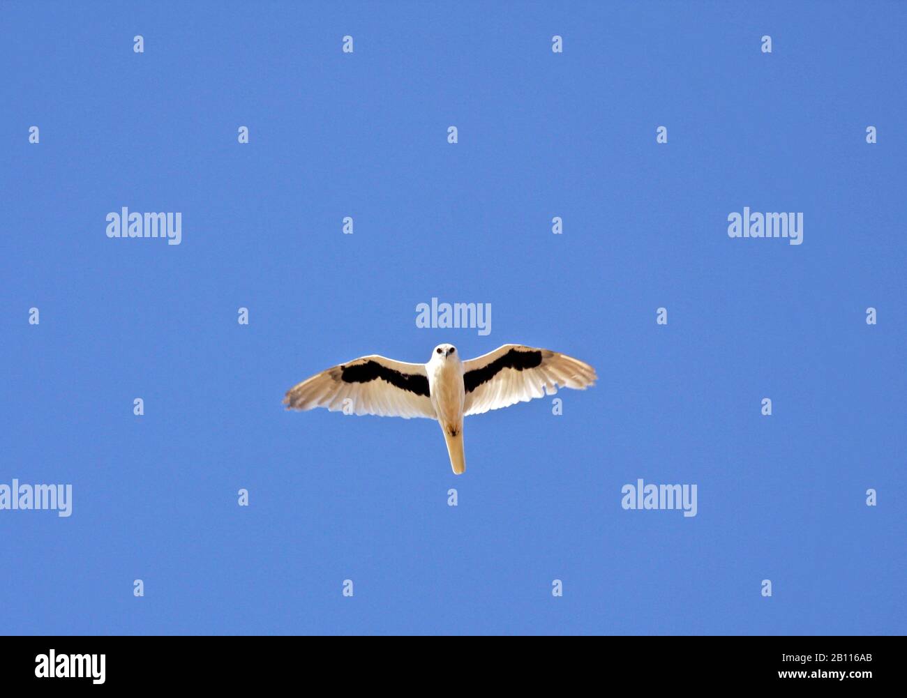 letter-winged kite (Elanus scriptus), in flight, Australia Stock Photo