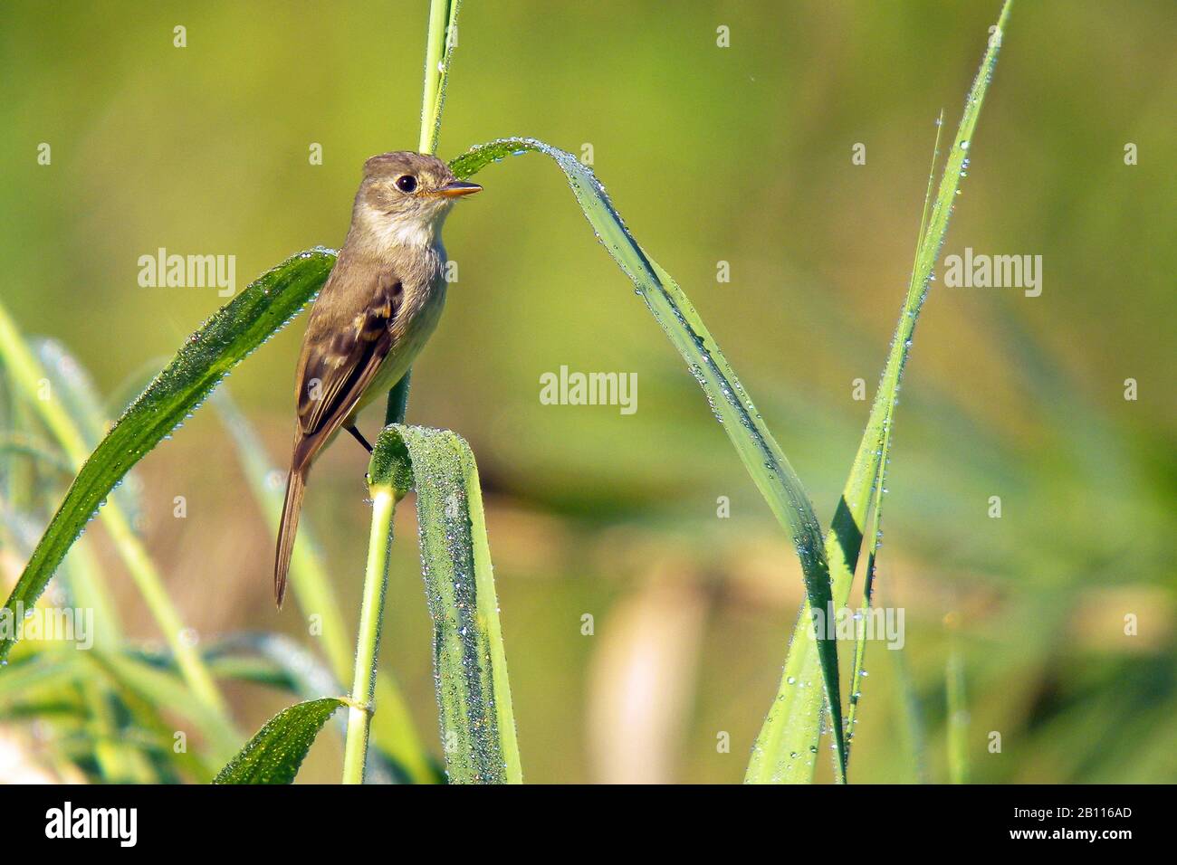 white-throated flycatcher (Empidonax albigularis), sits on wet blade of grass, Mexico Stock Photo