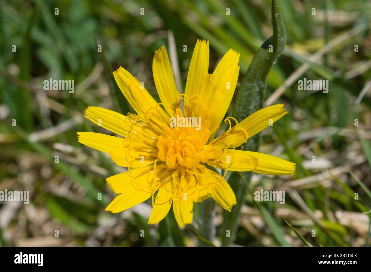 viper's-grass (Scorzonera humilis), blooming, Germany, Bavaria Stock Photo