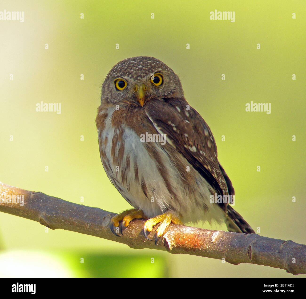 Colima pygmy owl (Glaucidium palmarum), sits on a branch, Mexico Stock ...