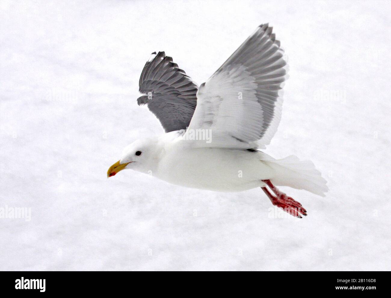 glaucous-winged gull (Larus glaucescens), adult with winterplumage wintering in Japan, Japan Stock Photo