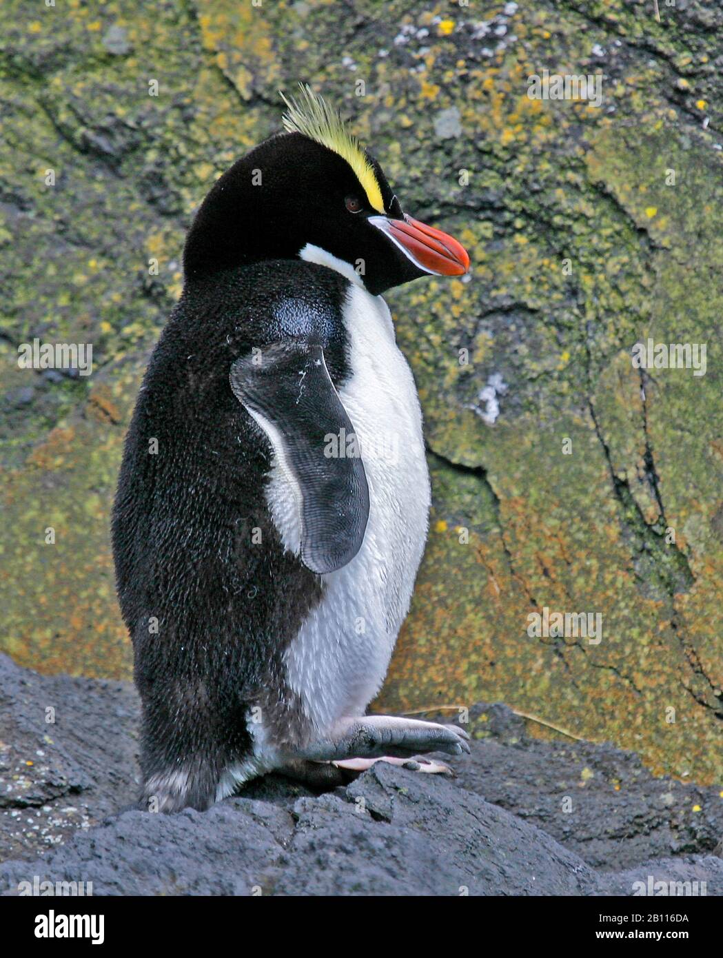 big-crested penguin (Eudyptes sclateri), juvenile stands on a rock, New Zealand Stock Photo