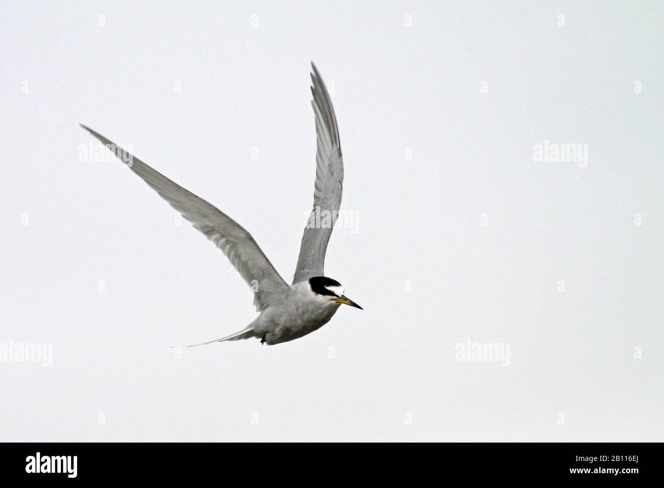 Peruvian chilean fauna hi-res stock photography and images - Alamy