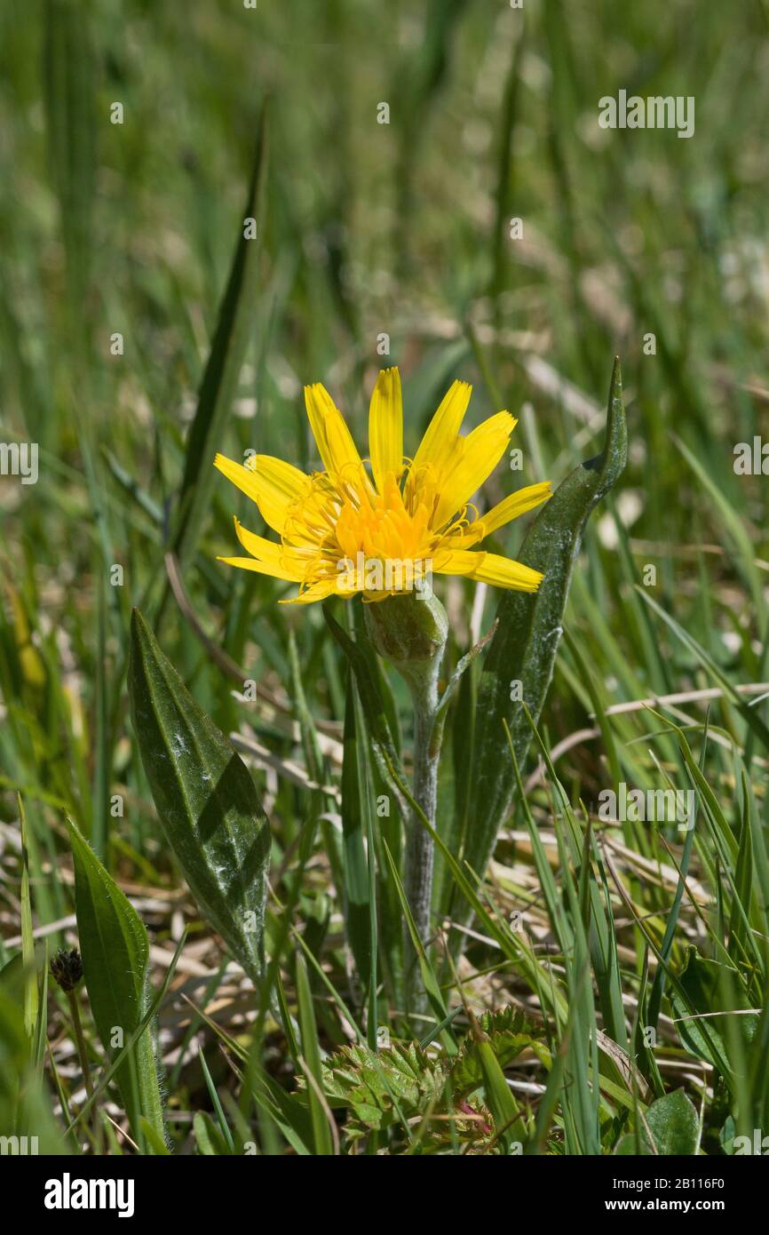 viper's-grass (Scorzonera humilis), blooming, Germany, Bavaria Stock Photo