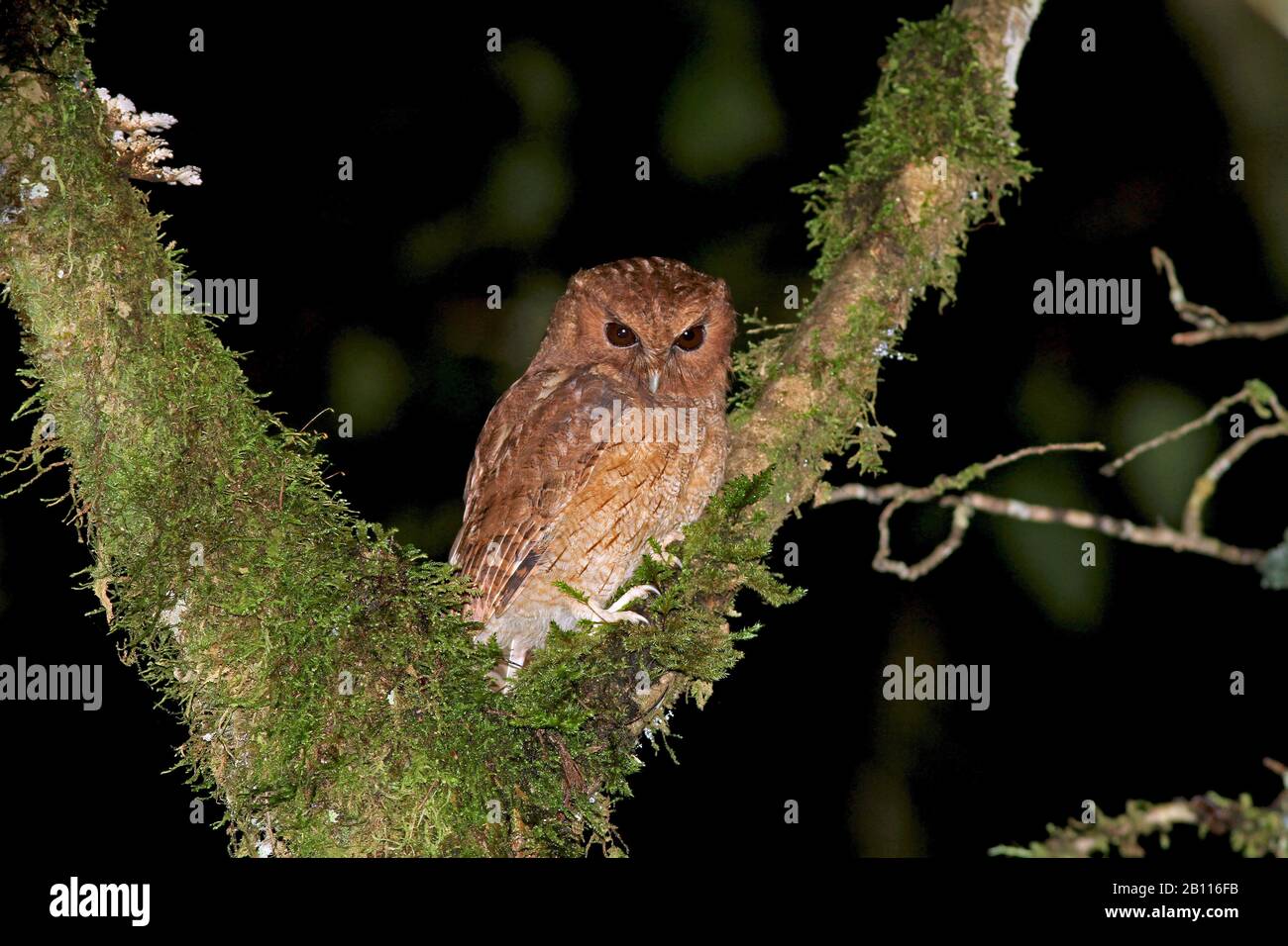 Colombian Screech Owl (Megascops colombianus), sits in a branch fork at night, Colombia Stock Photo