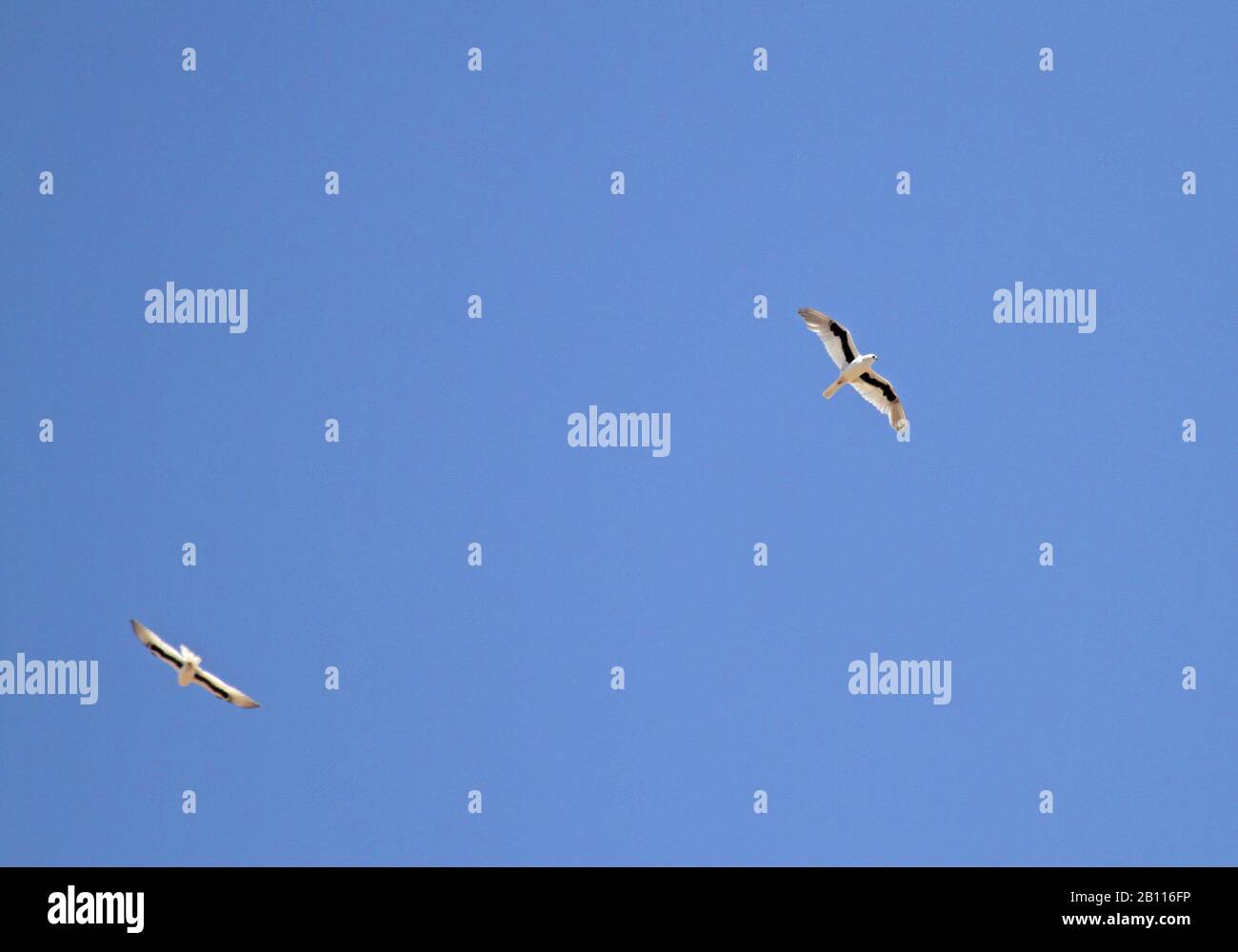 letter-winged kite (Elanus scriptus), in flight, Australia Stock Photo