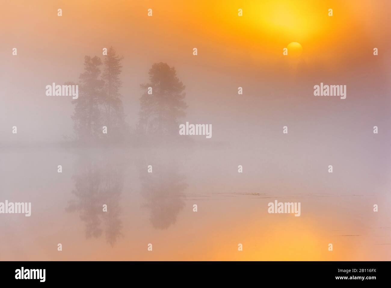 dawn at a forest lake, Sweden, Lapland, Norrbotten Stock Photo