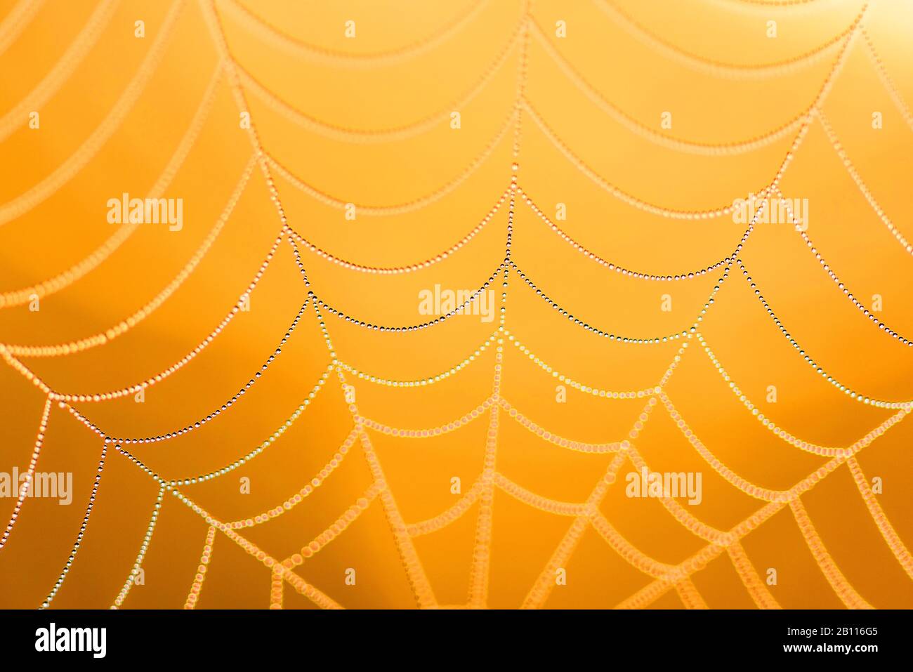 dew on a spiderweb at sunrise, Sweden, Lapland, Norrbotten Stock Photo