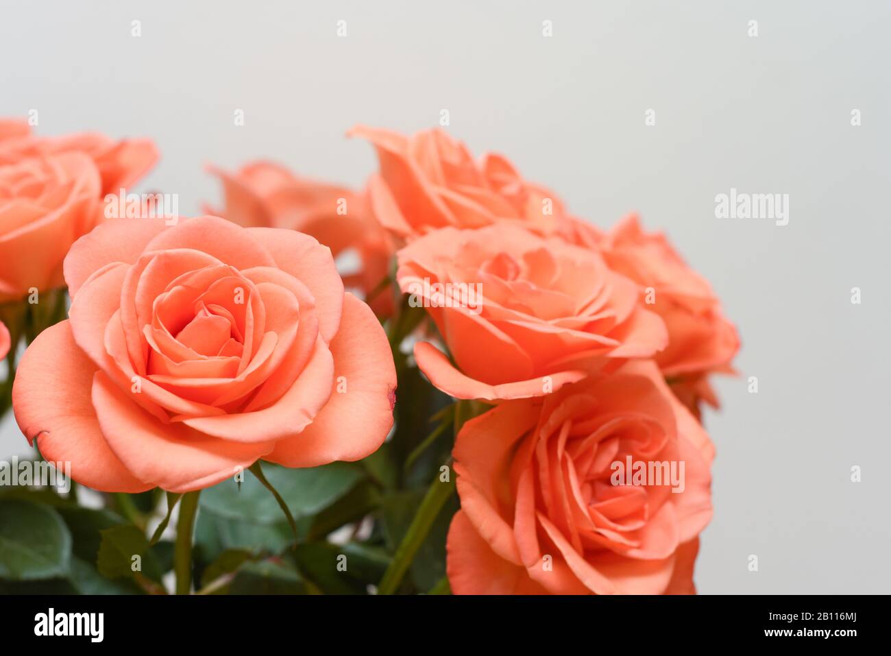 Pink roses close up with a white background Stock Photo - Alamy