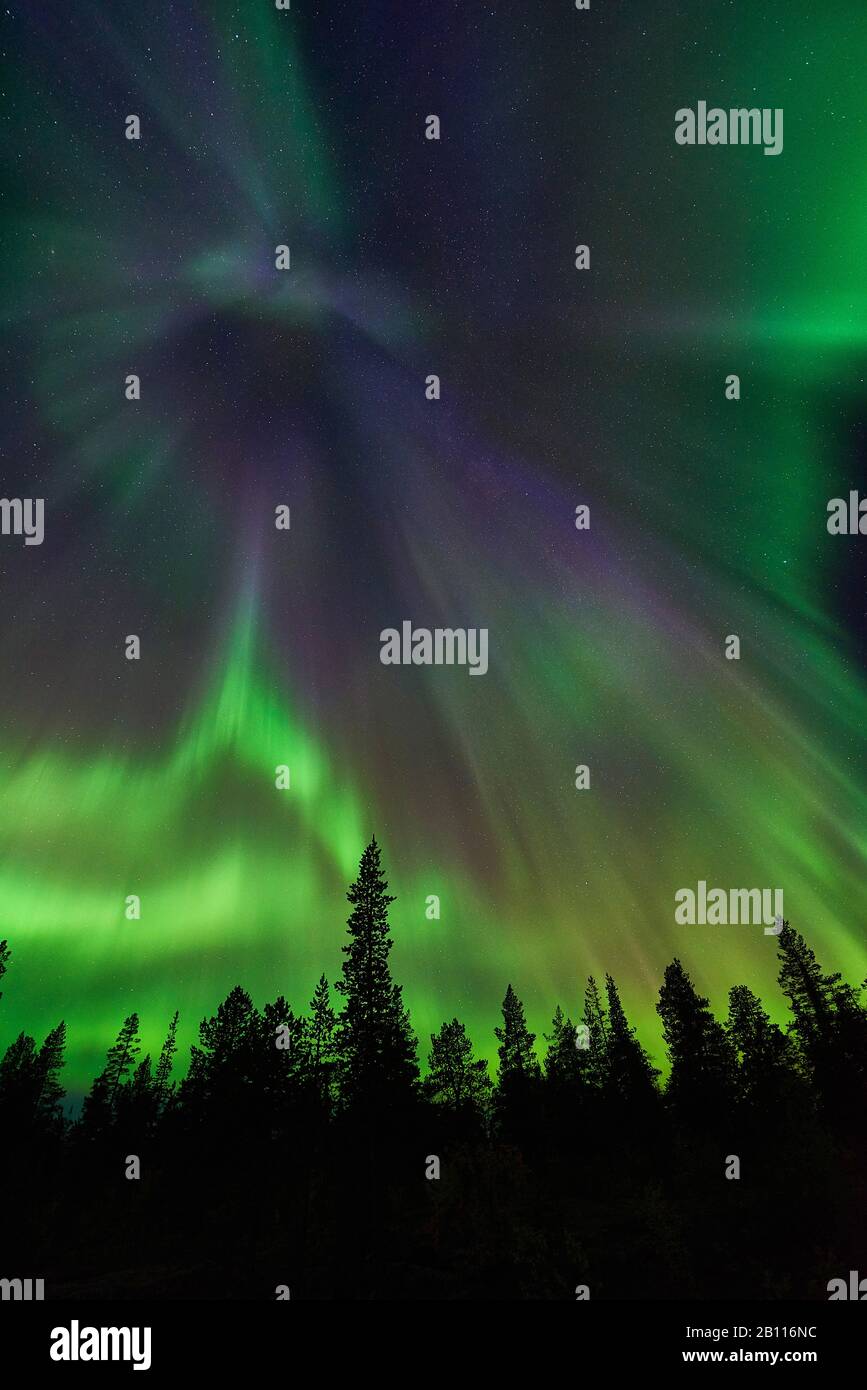 polar light over forest, Sweden, Lapland, Norrbotten Stock Photo