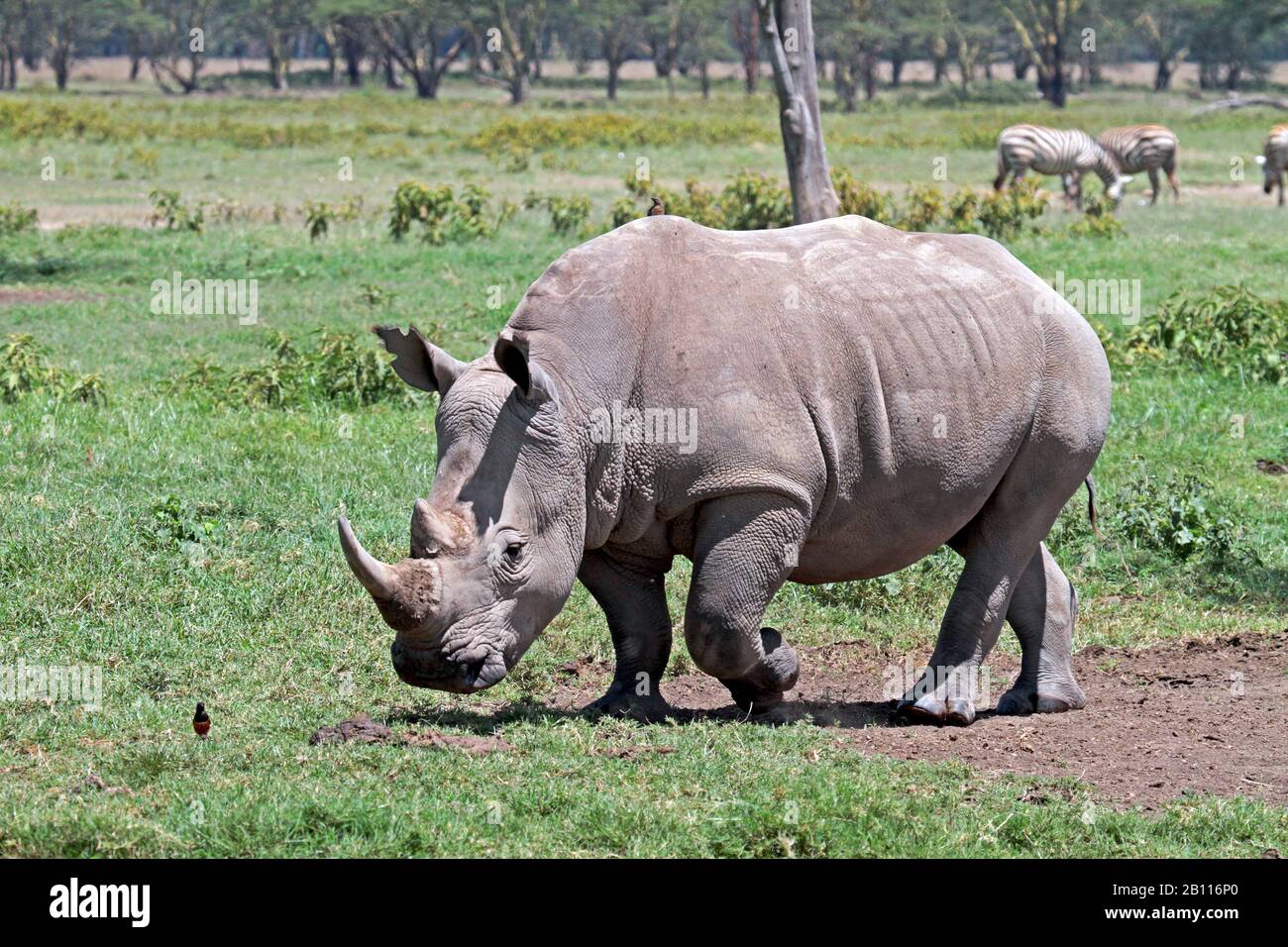 white rhinoceros, square-lipped rhinoceros, grass rhinoceros (Ceratotherium simum), in its habitat, Kenya Stock Photo