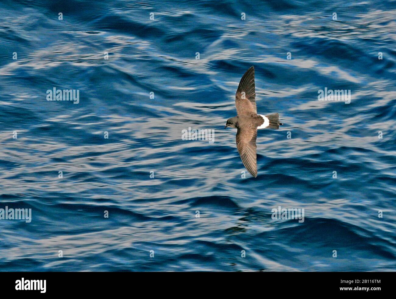 black-bellied storm petrel (Fregetta tropica), in flight over the ocean, view from above, New Zealand Stock Photo