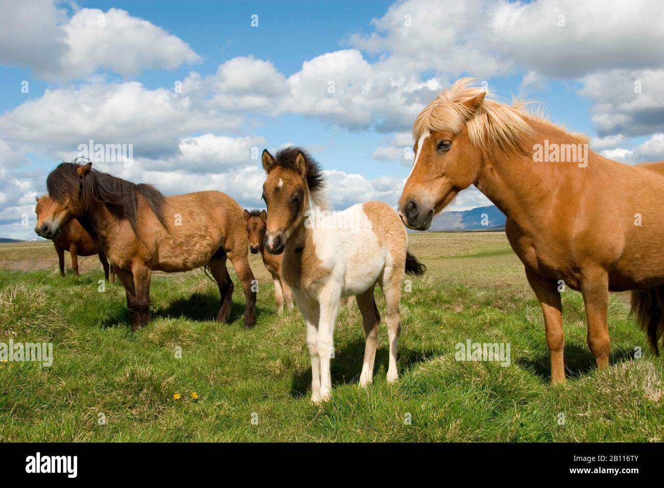 Islandic horse, Icelandic horse, Iceland pony (Equus przewalskii f. caballus), mares with foals, Iceland Stock Photo