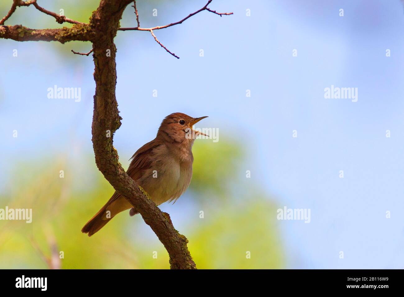 Singing Common Nightingale Stock Photo - Download Image Now