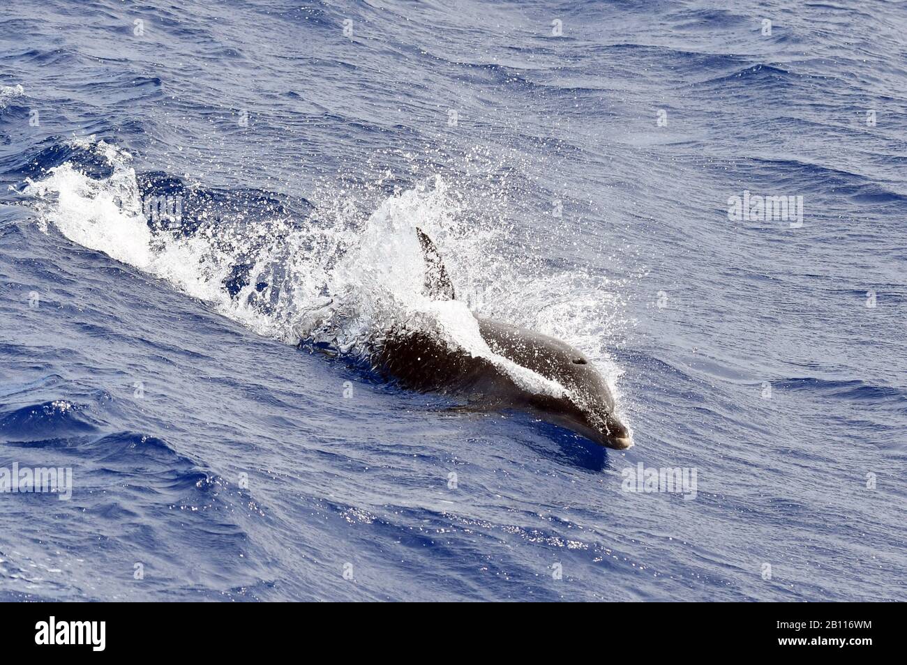 Bottlenosed dolphin, Common bottle-nosed dolphin (Tursiops truncatus), swimming in the open ocean, Atlantic Ocean Stock Photo