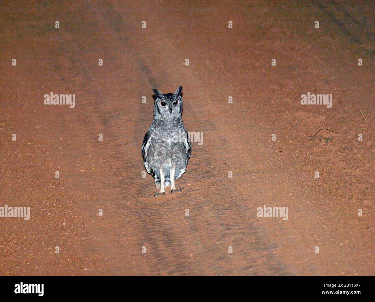 Vermiculated Eagle-Owl (Bubo cinerascens), resting in the middle of the road, Uganda Stock Photo