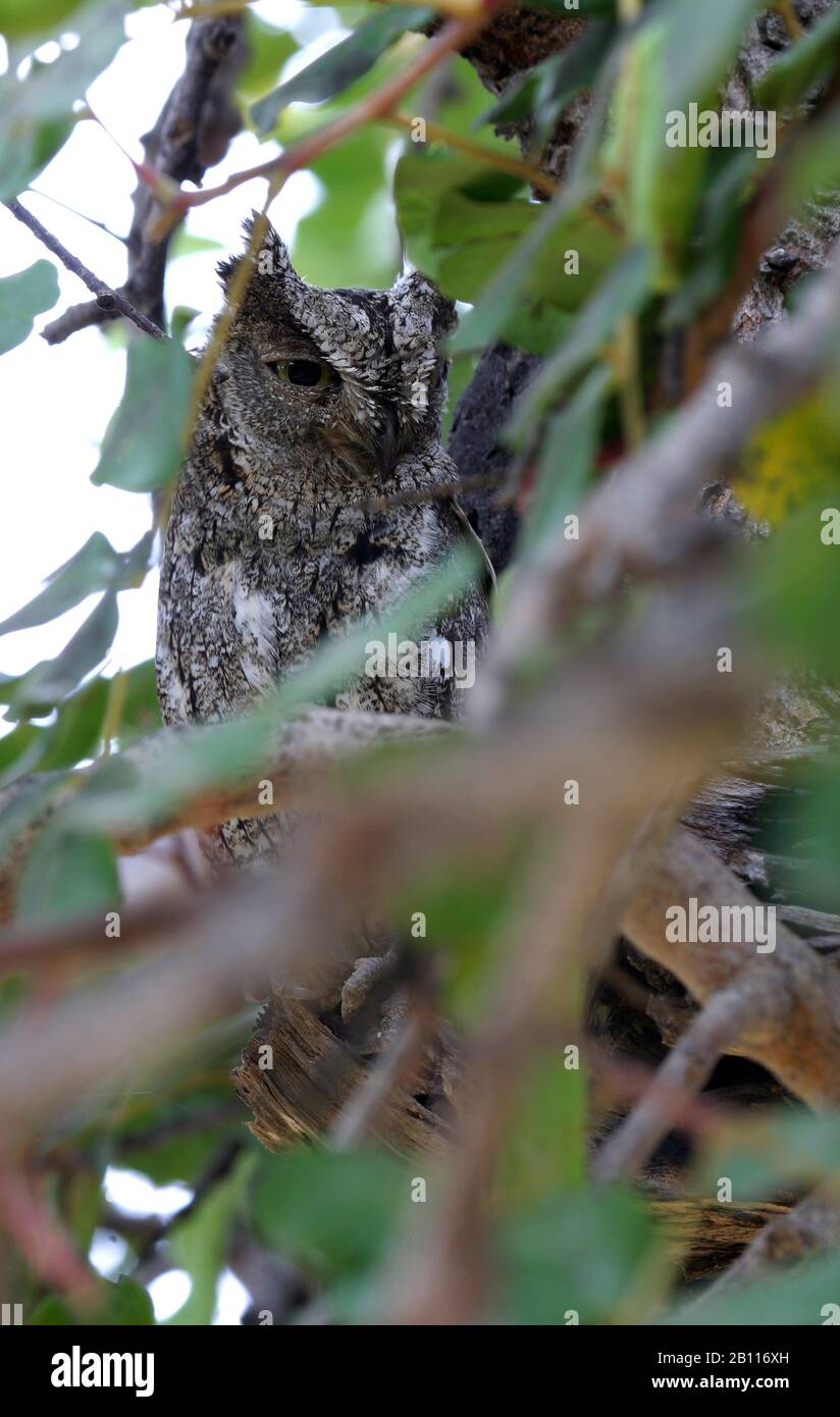 Cyprus scops owl (Otus cyprius), roosting in a Olive Tree, Cyprus Stock Photo