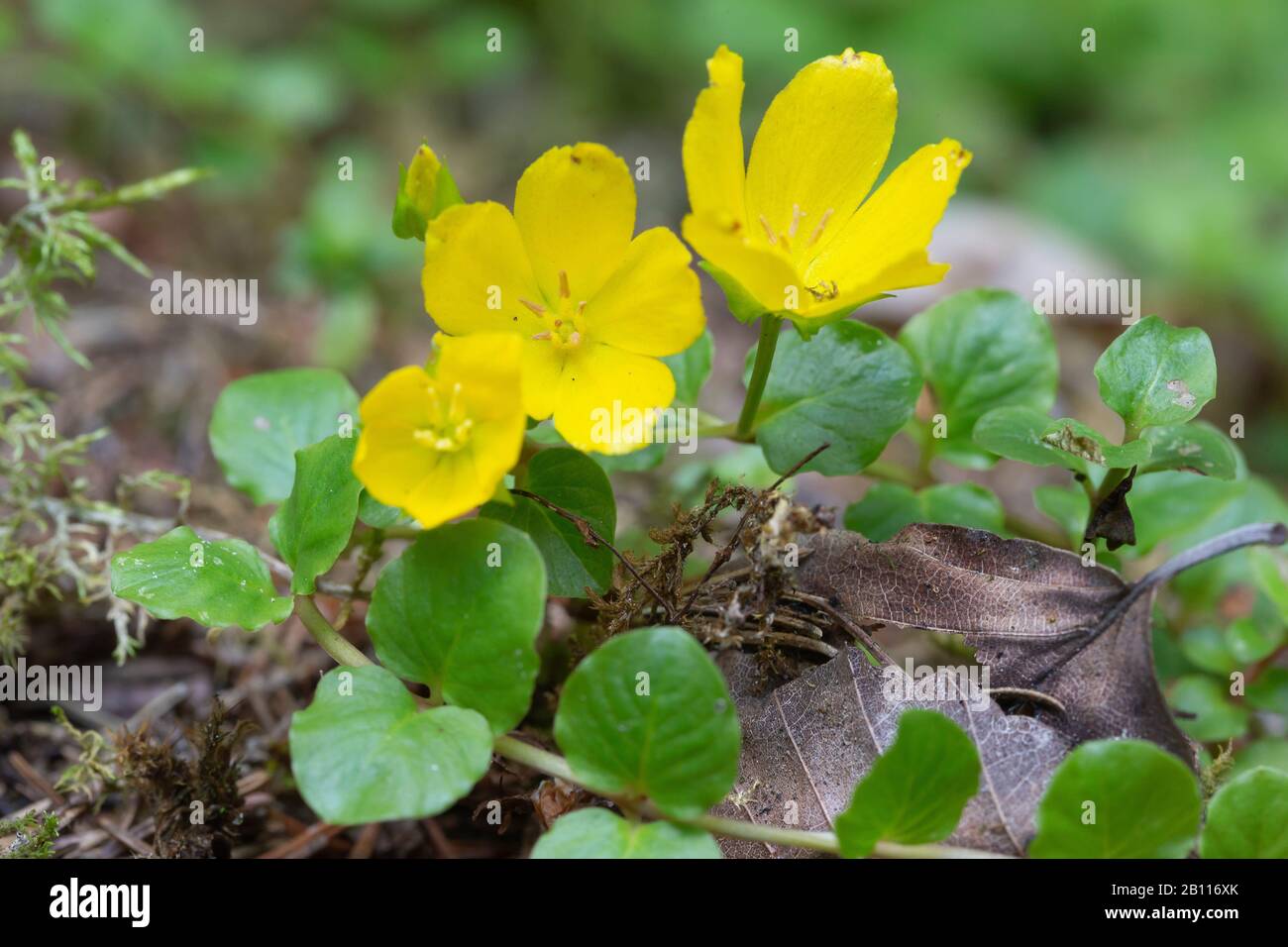 creeping jenny, moneywort (Lysimachia nummularia), blooming, Germany, Bavaria Stock Photo