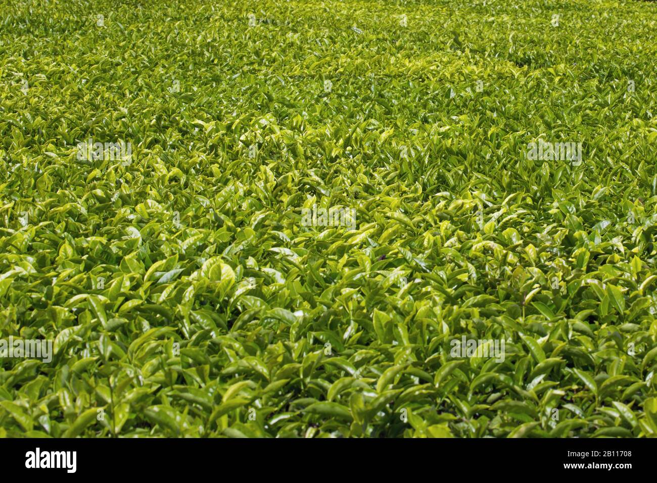 Nerada tea plantation Far North Queensland Stock Photo Alamy