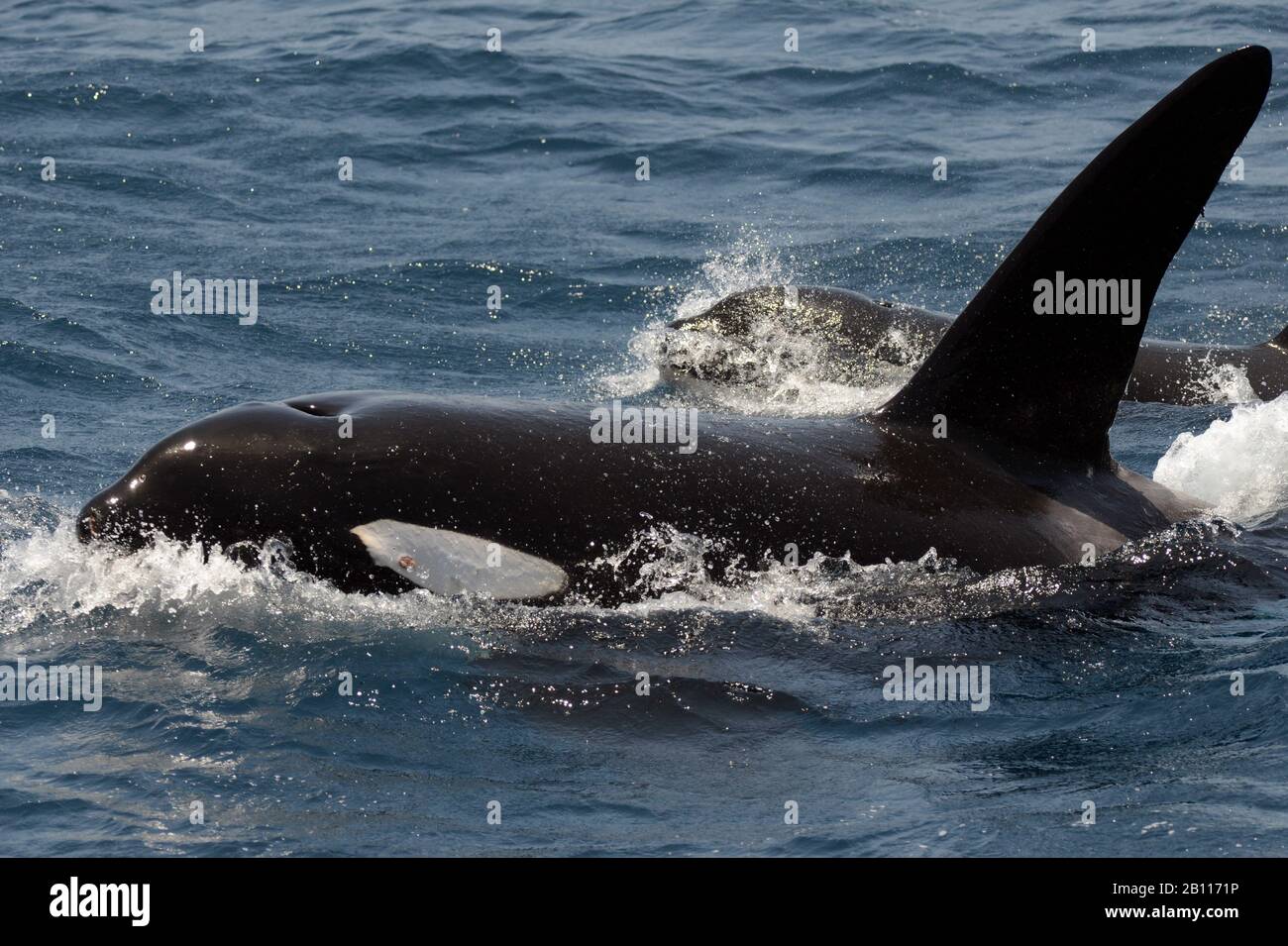 orca, great killer whale, grampus (Orcinus orca), emerges from the Atlantic sea, Africa Stock Photo