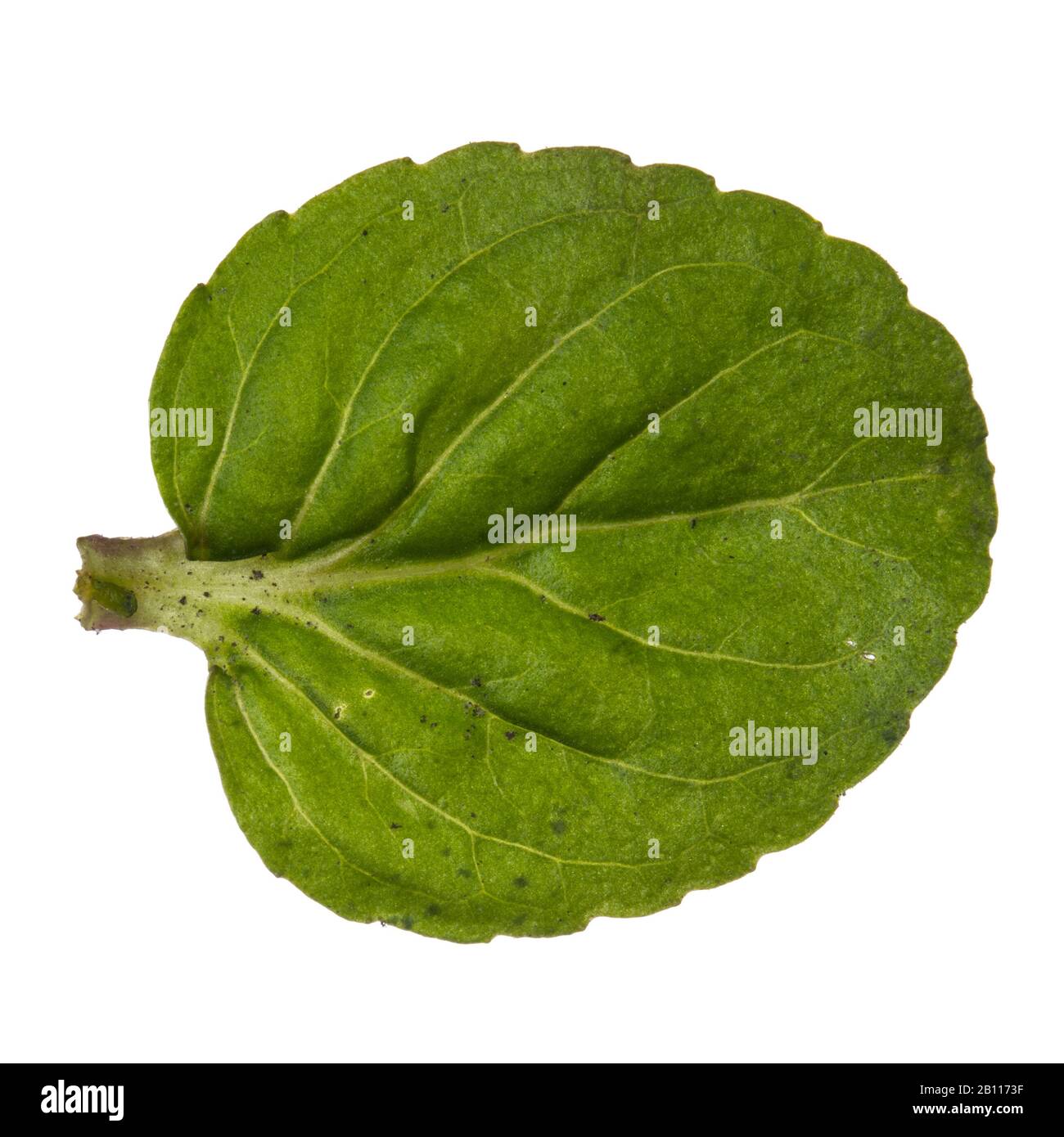 Wild water mint, Water mint, Horse mint (Mentha aquatica), leaf, cutout, Germany Stock Photo